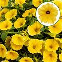Bild von Petunia P12 Yellow dark center